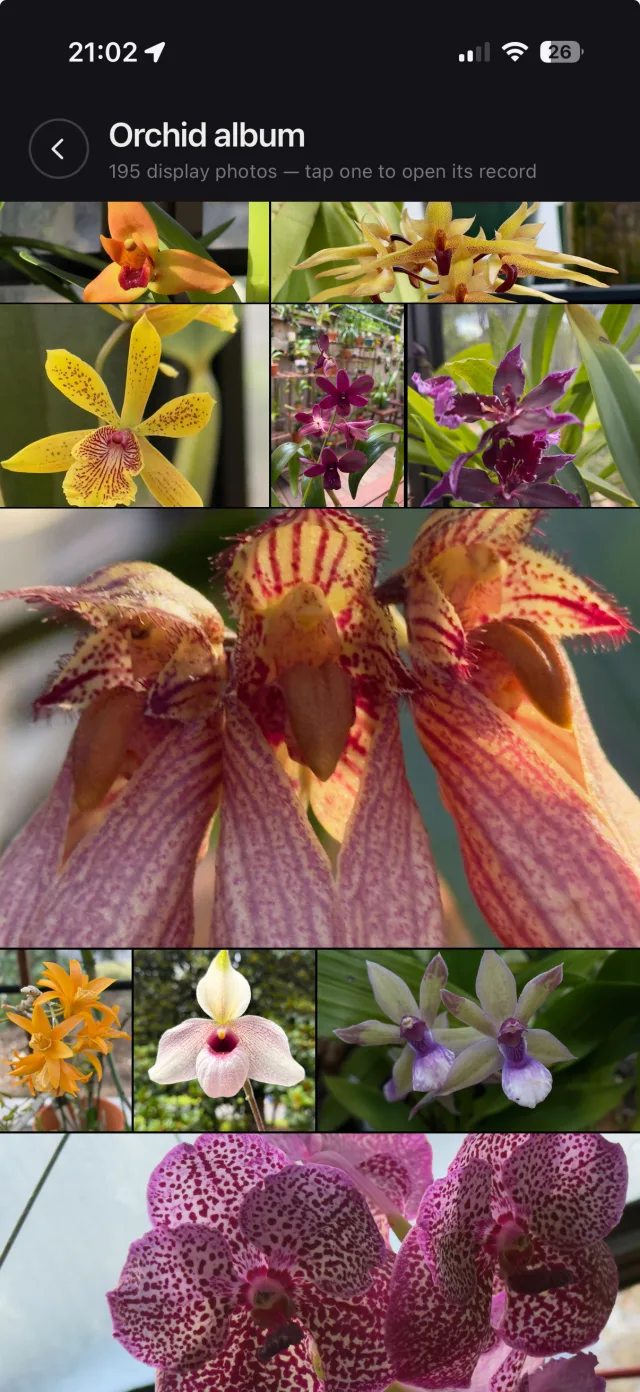 Orchid album of 195 display photos